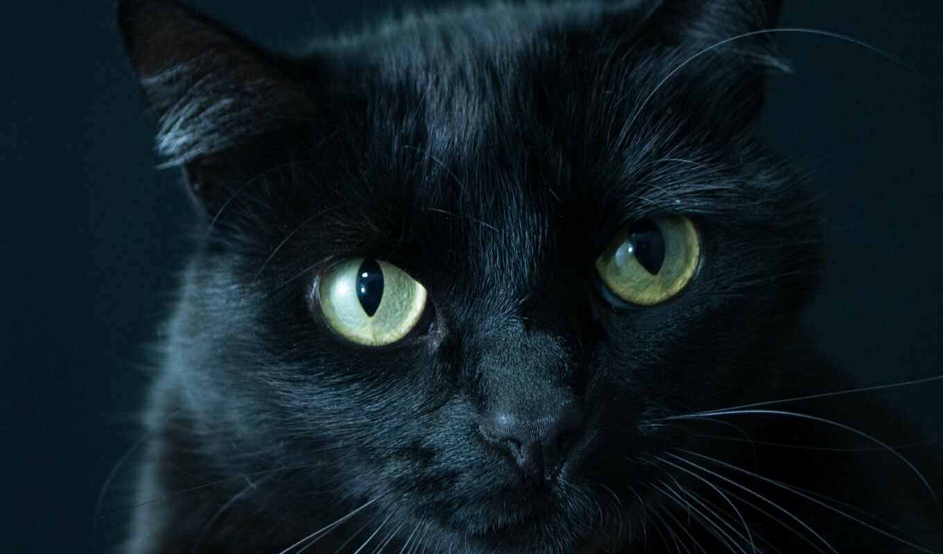 кот, hitam, kuce
