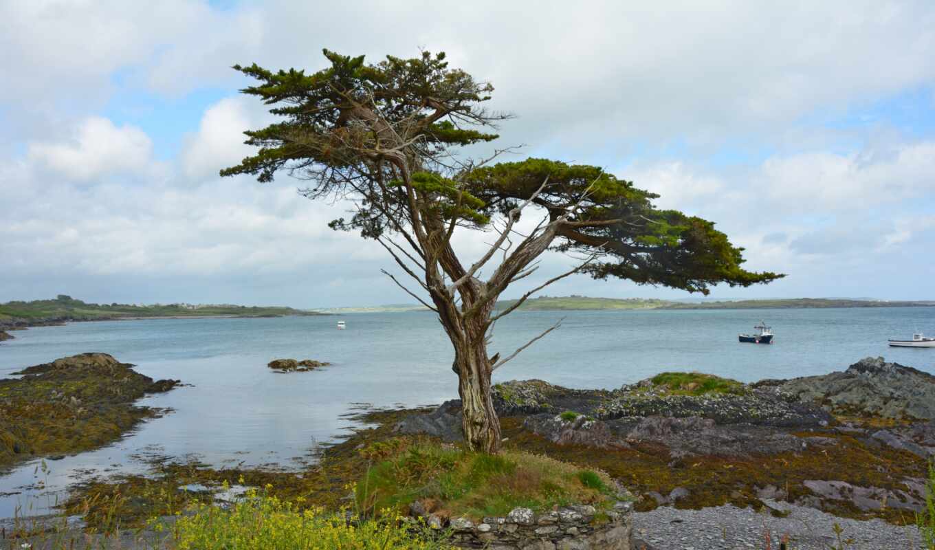 дерево, ирландский, побережье, ireland