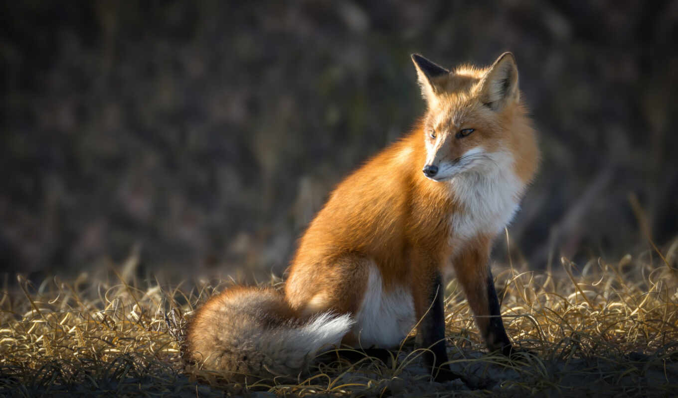 red, fox, animal, national, geographic