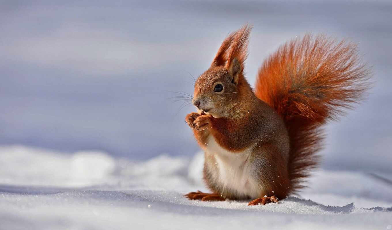 photo, picture, snow, winter, to find, squirrels, animal, thous, sciurus, protein