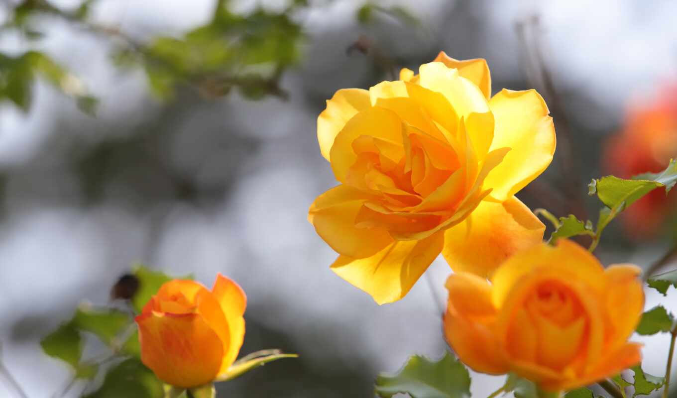 цветы, взлёт, fleur, pretty, gratis, pixabay, pixabayrose