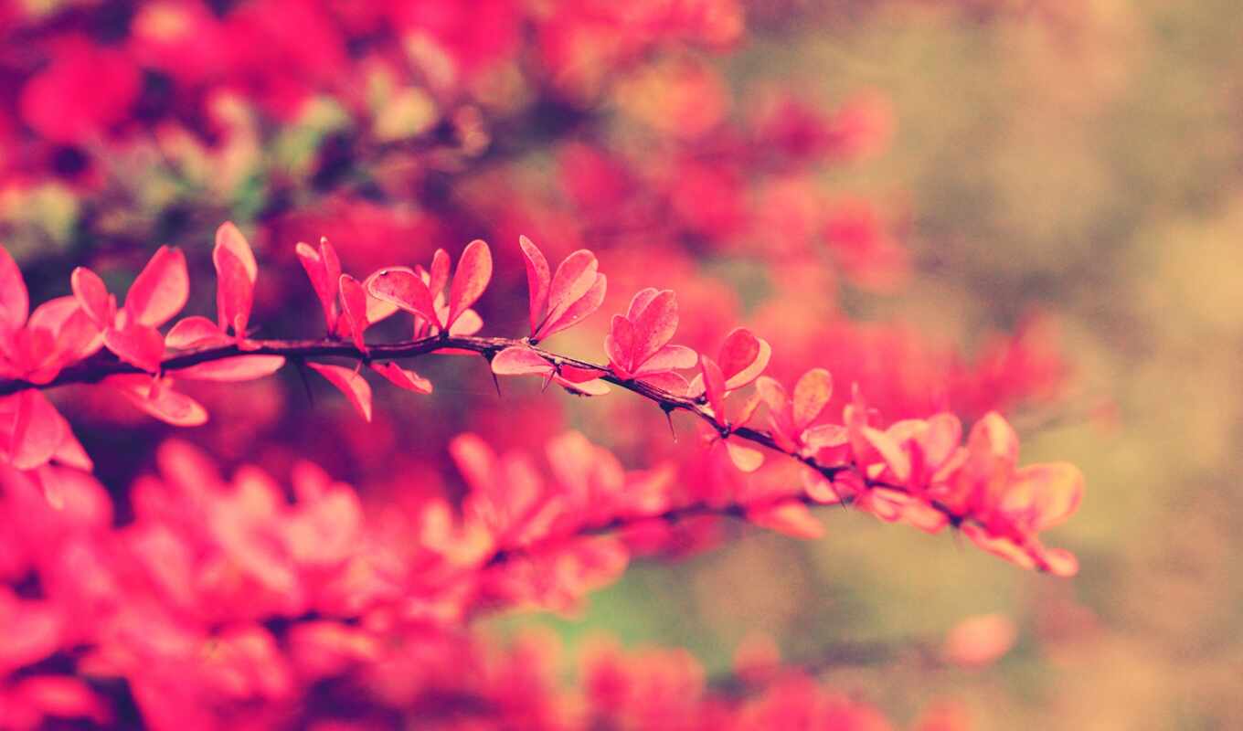 nature, flowers, petals, pink, plant, leaf