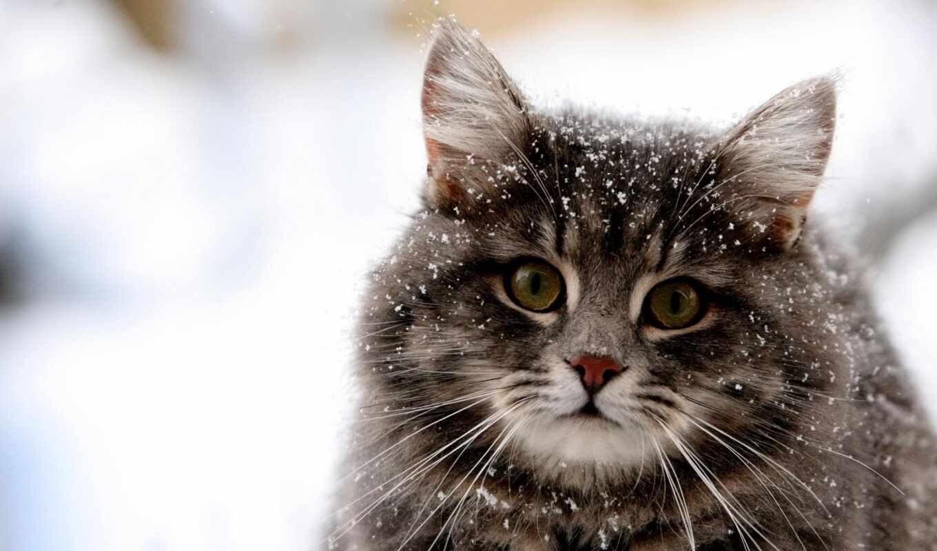 snow, cat, animal