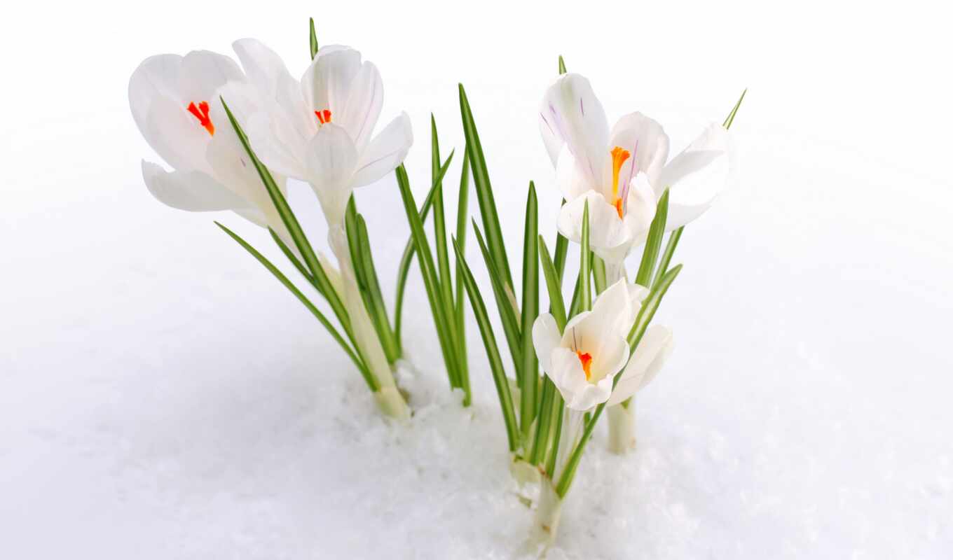 nature, snow, one, spring, spring, cvety, buds, snowdrops, early, primrose
