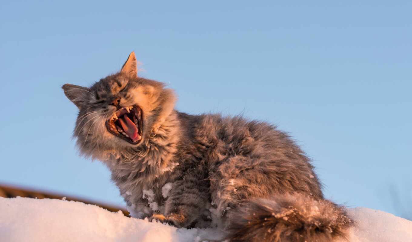 снег, кот, язык, animal, зевающий, зевок