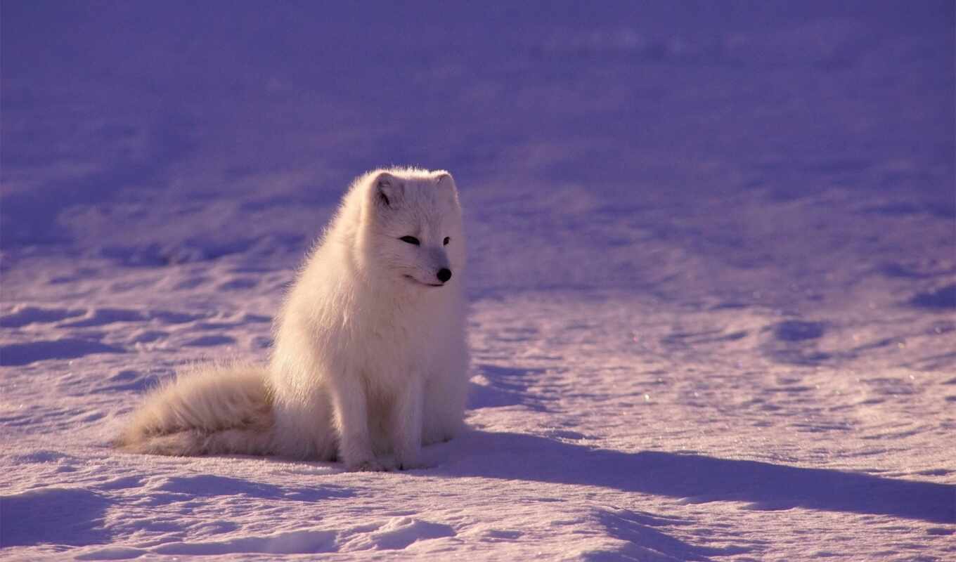 фокс, лиза, zima, снег, волк, некоторые, голубой, песец, самка, uchenyi, arkticheskii