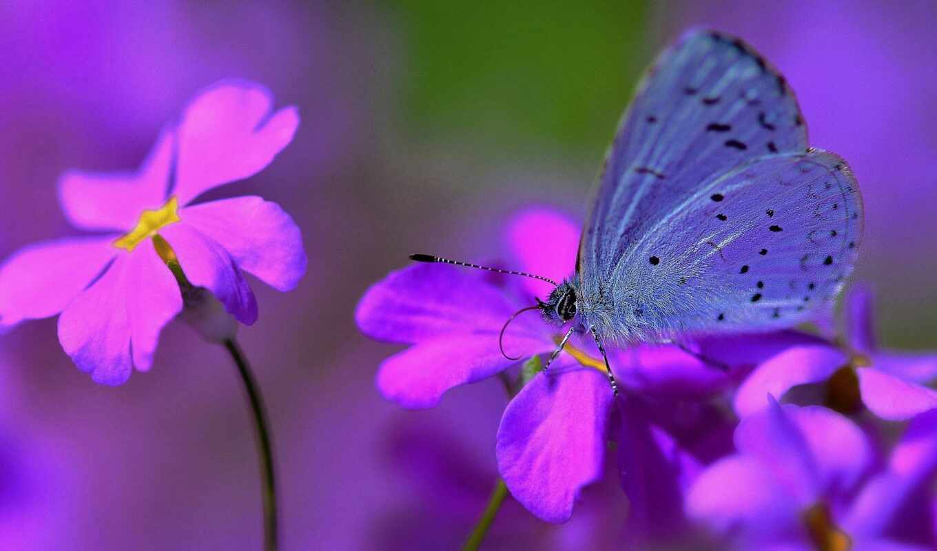 цветы, purple, бабочка, сиреневый