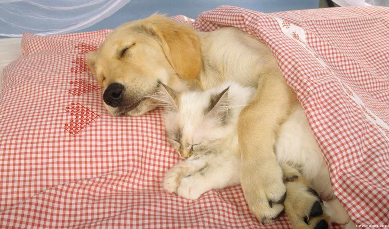 cat, dog, sleep