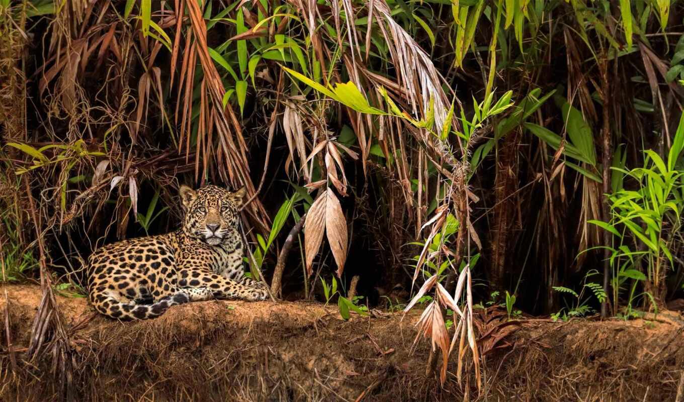 mobile, кот, отдых, леопард, jaguar, brazil, besplatnooboi