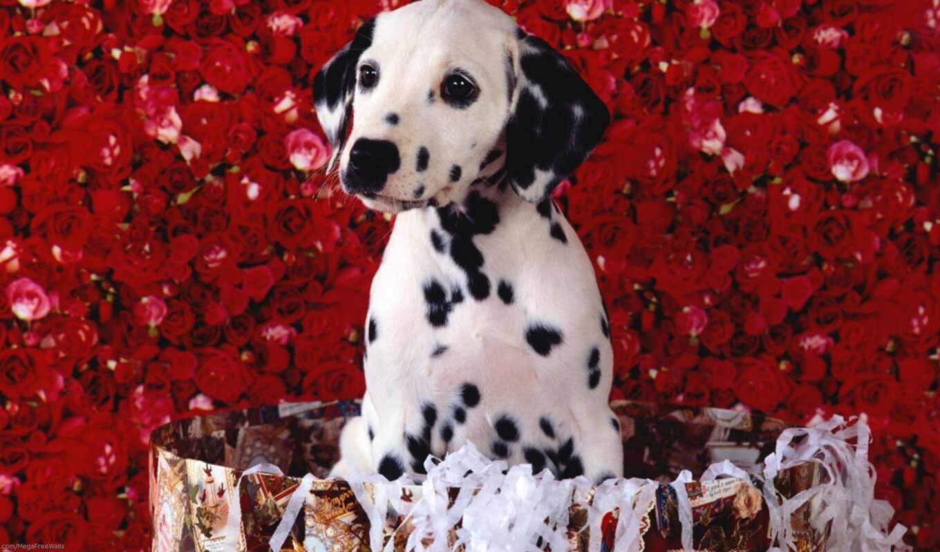 cute, щенок, dalmatian, mrwallpaper, comdownload