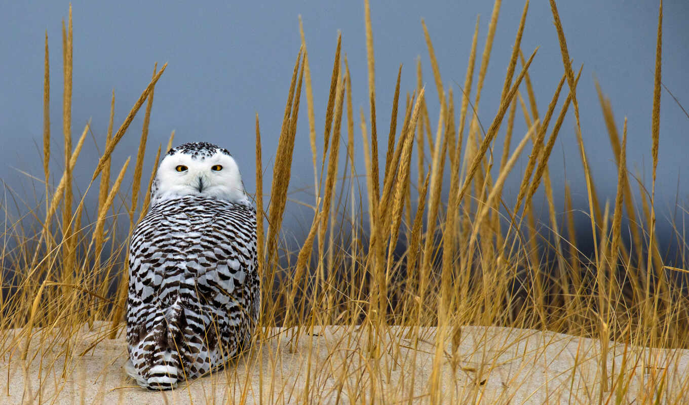 owl, zhivotnye