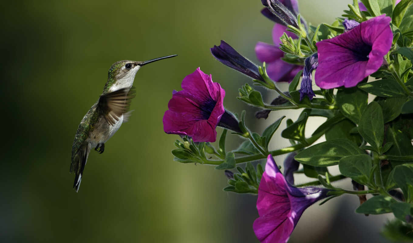 purple, flowers, birds, column, hummingbirds
