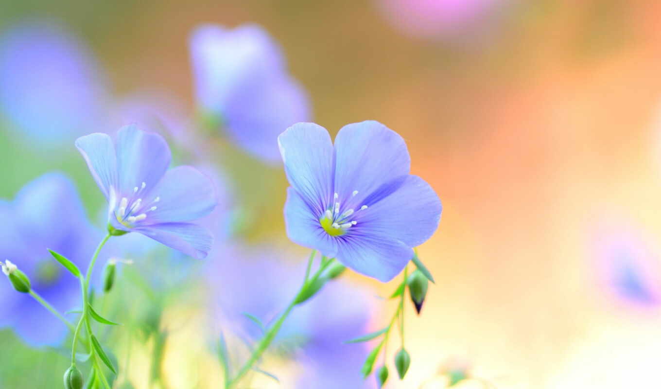 summer, blue, field, cvety, len, petals, len