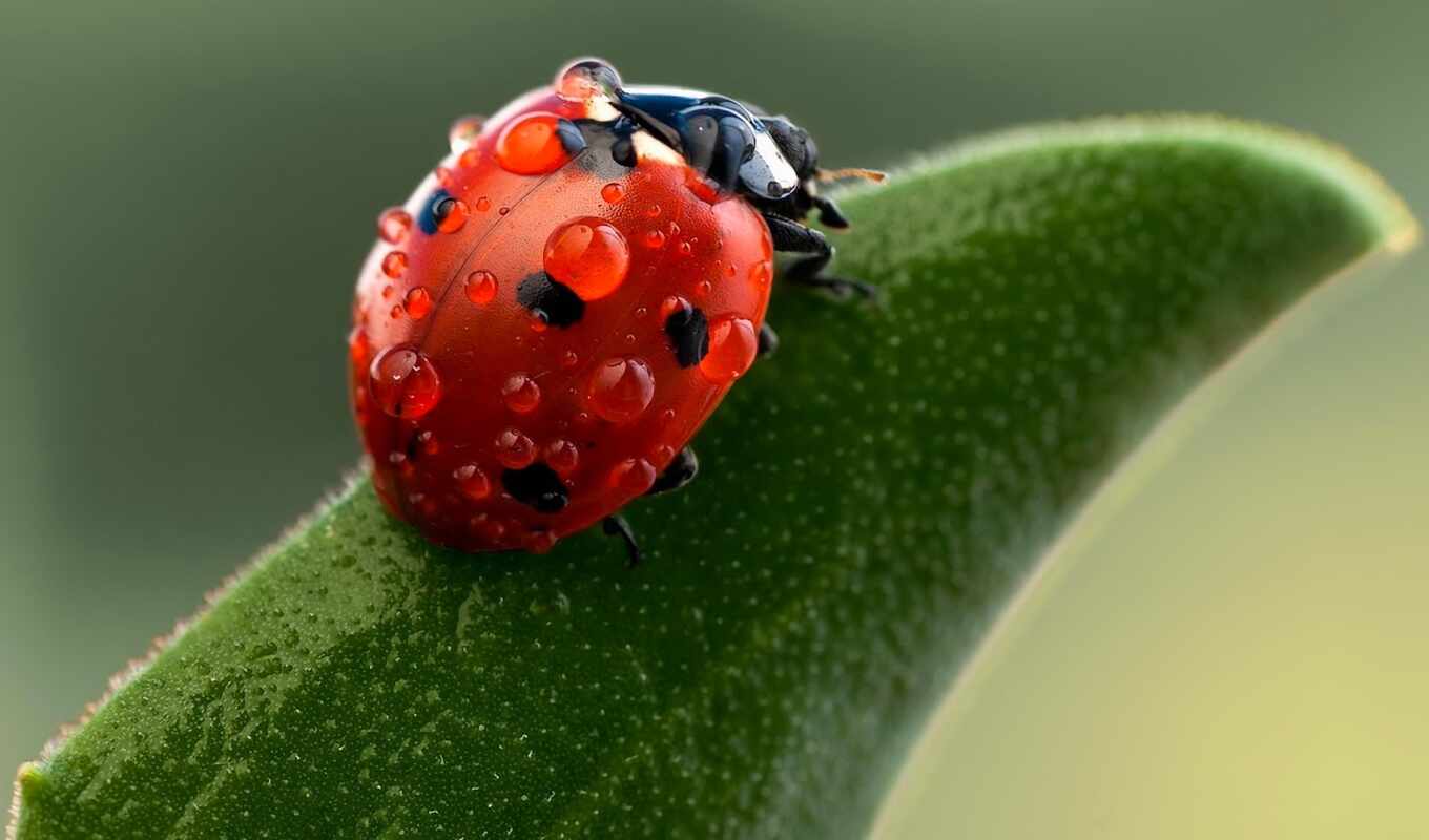 drop, macro, green, leaves, water, photography, drops, cow, ladybug, leaf