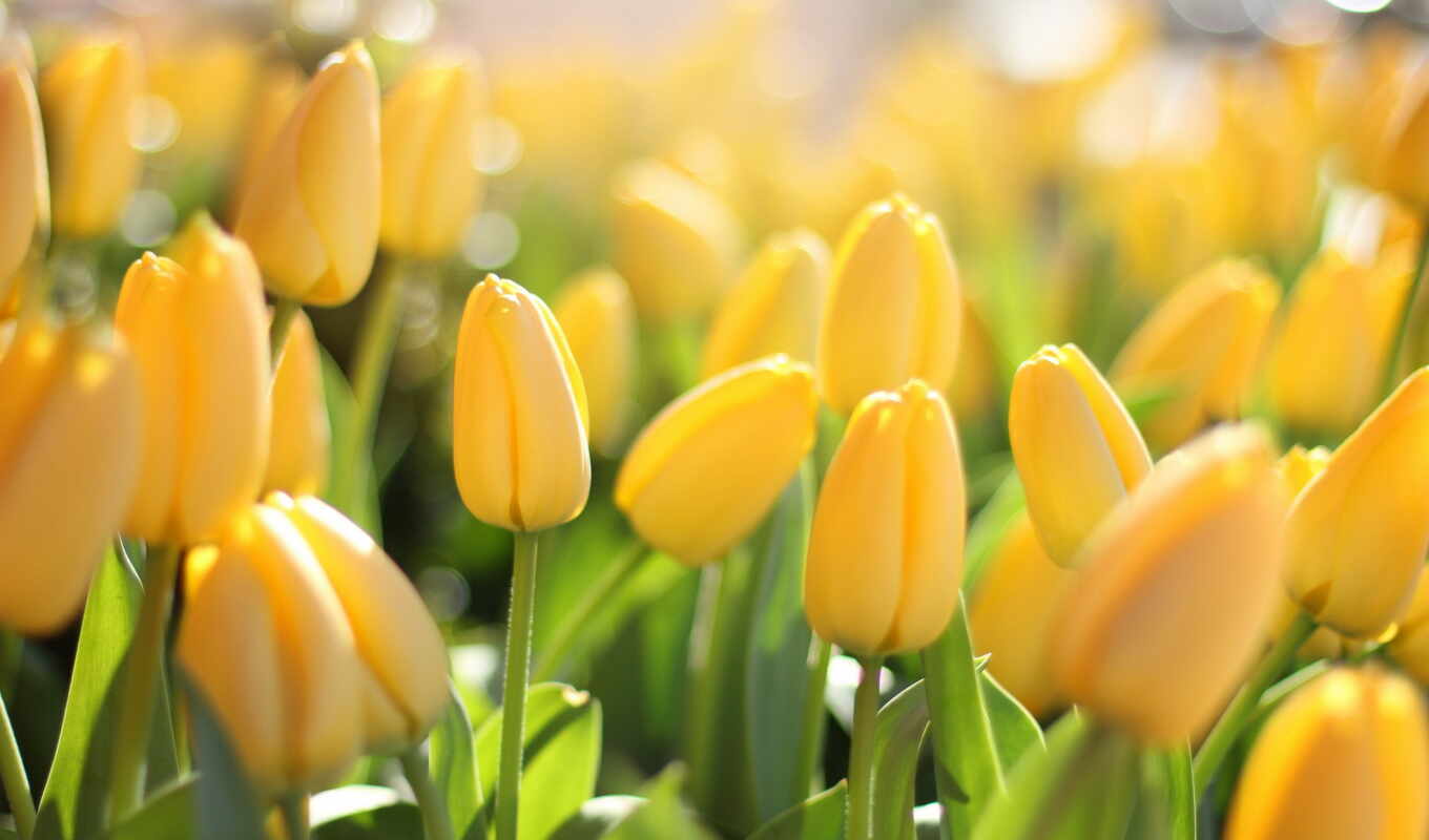 macro, yellow, tulips, cvety