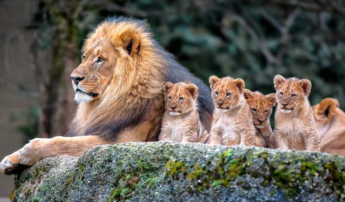lion, красивые, львы, львята