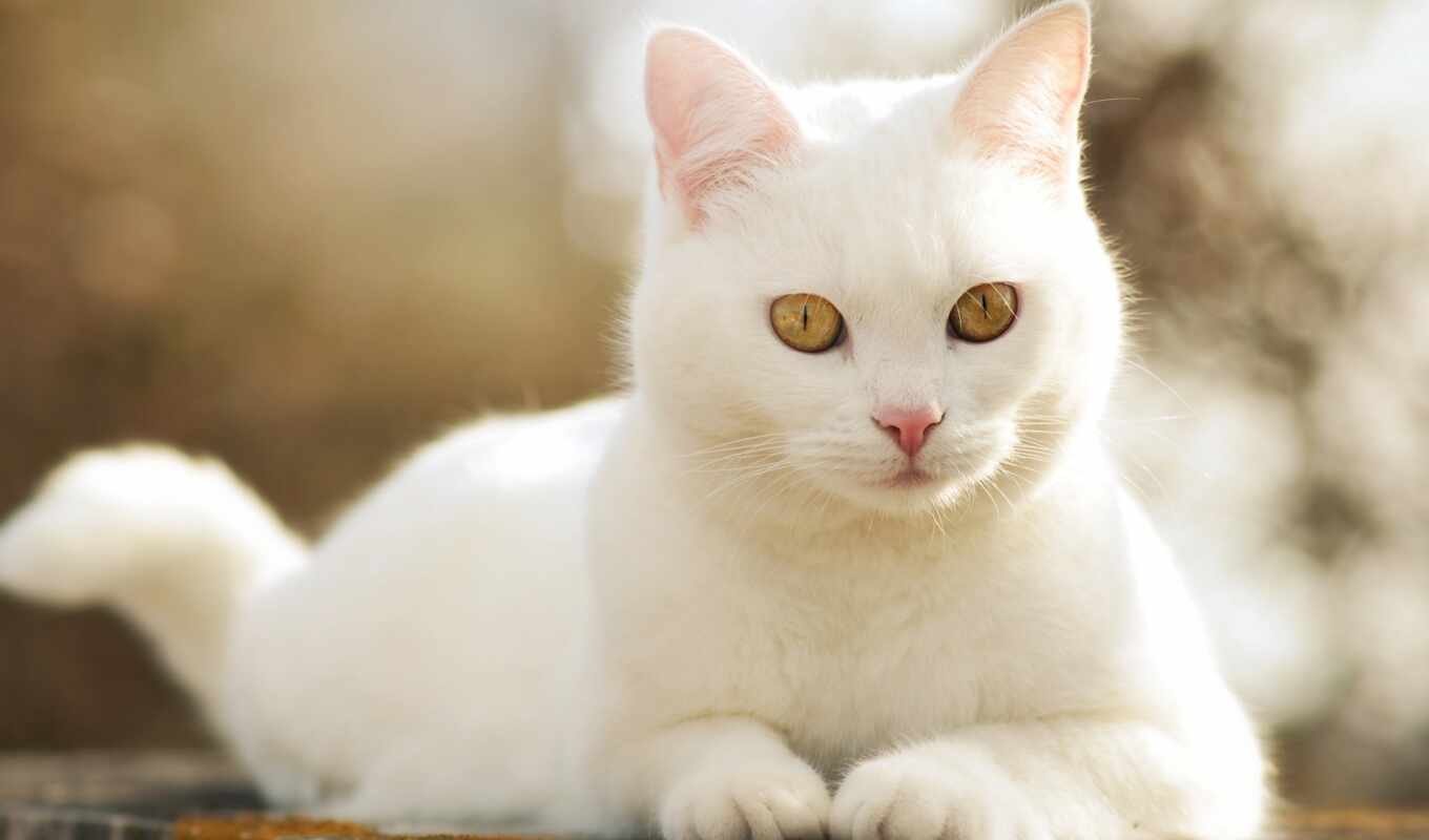 white, белая, глаз, кот, кошка, морда, усы, шерсть