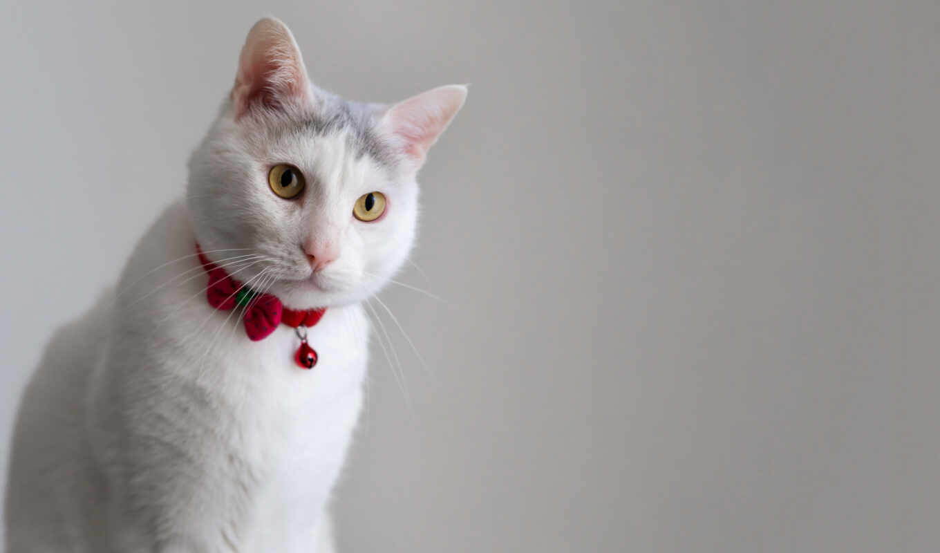 кот, white, portrait, domestic, red, прикол, position, seating, ошейник, descargar, short