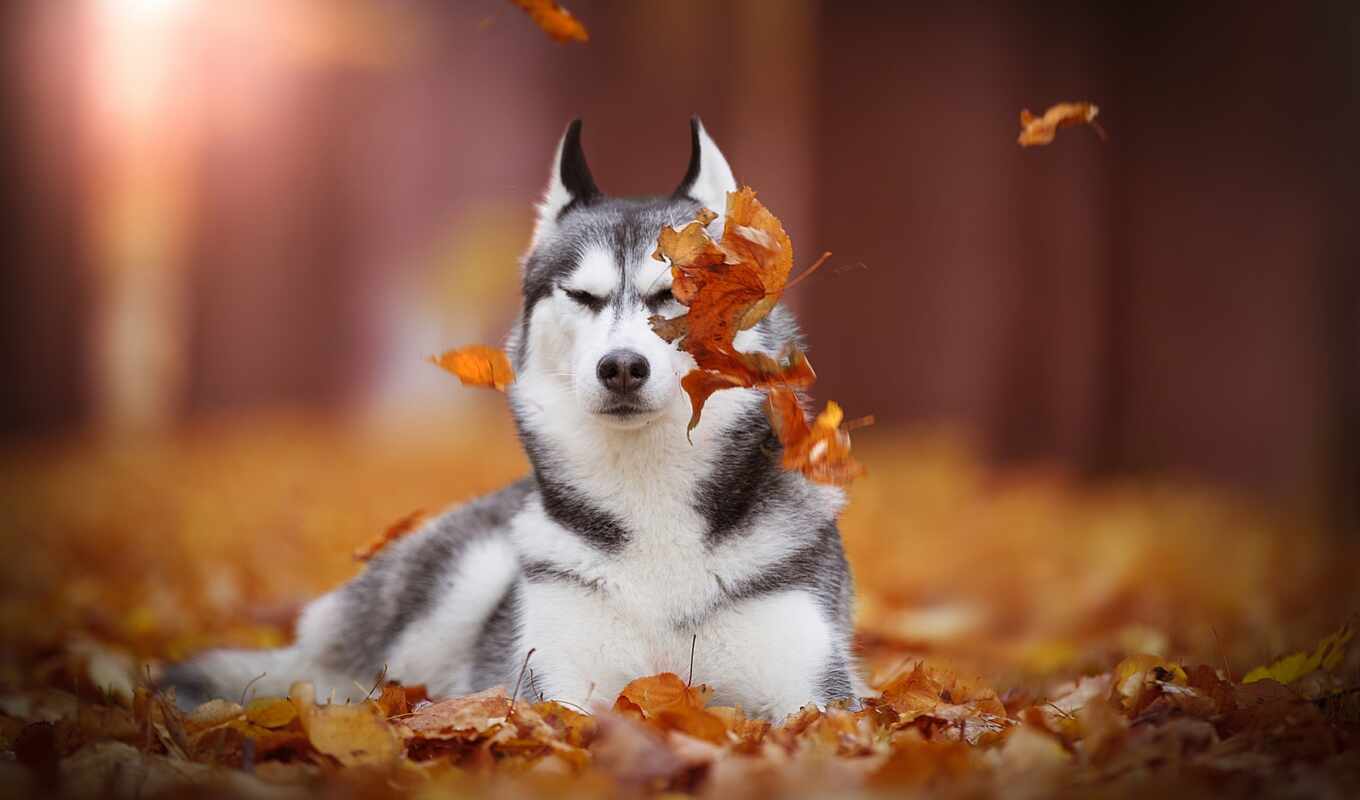 лист, картинка, собака, осень, хаски, листва, animal, side, siberian, хаска