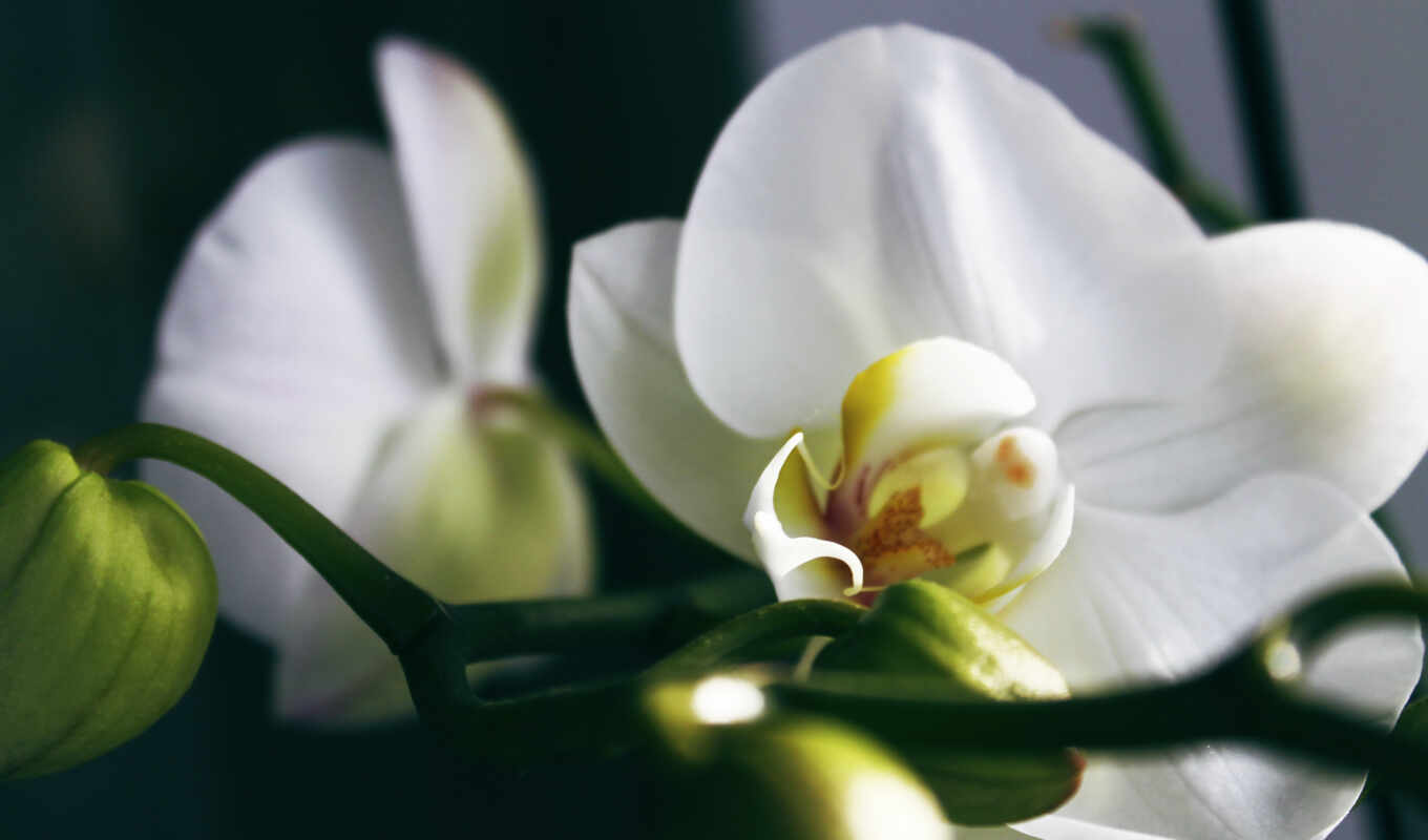 цветы, white, орхидея