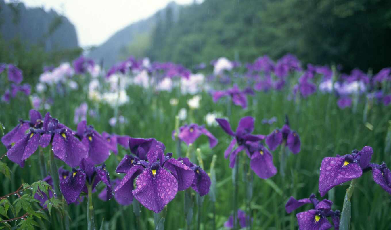 flowers, purple, garden, iris