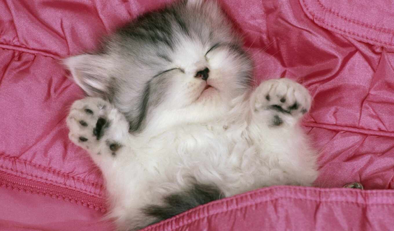 cat, bed, pink, kitty, sleep, animal, kitty