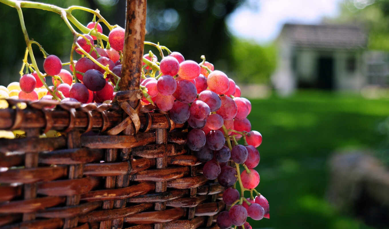 оригинал, зооклубе, ягоды, виноград, растительность, винограда, ампельные, вит