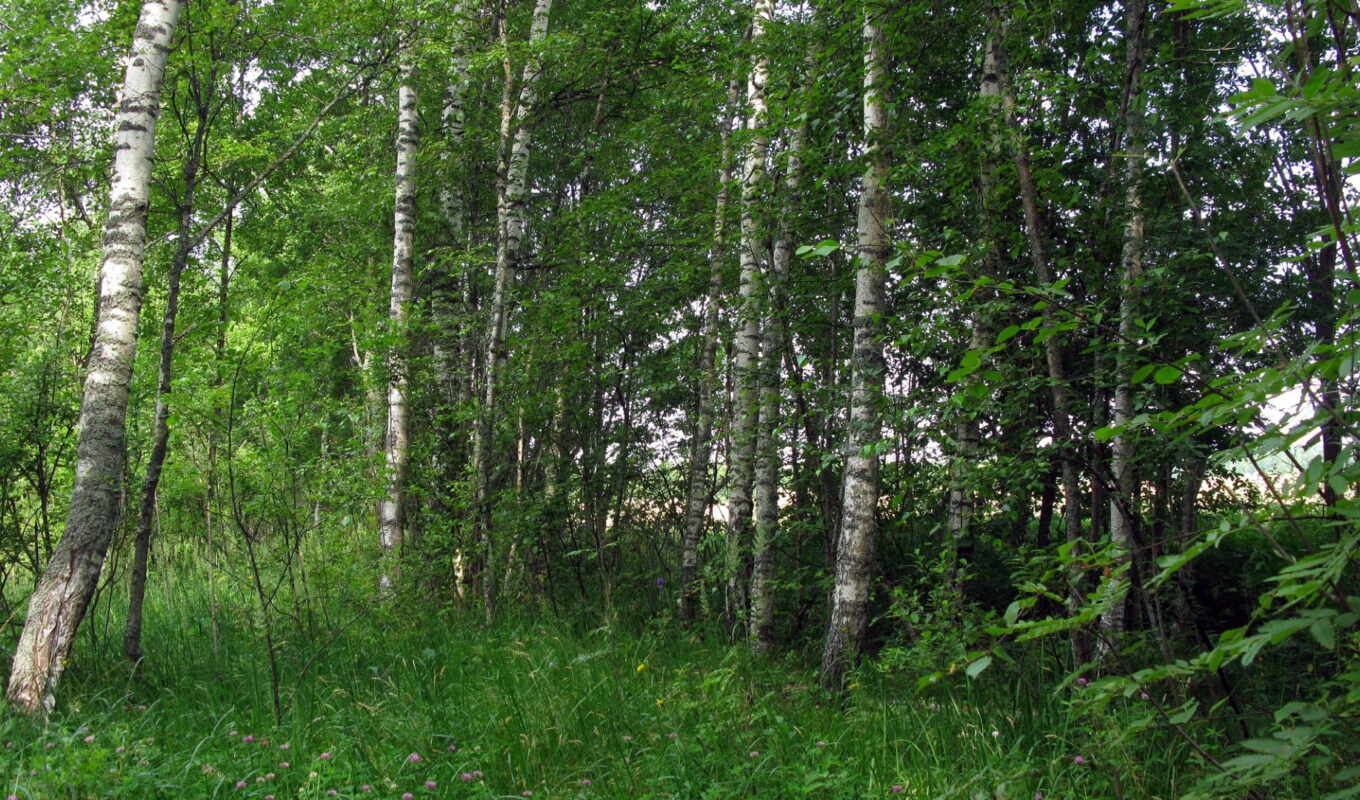 природа, russian, лес