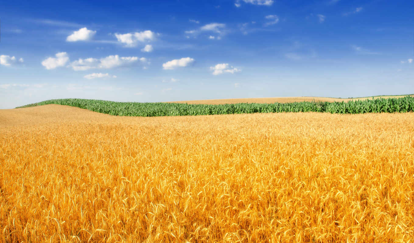 desktop, field, golden, wheat