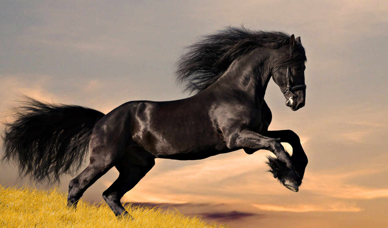 black, лошадь, палуба, порода, арабский, stallion, thoroughbred, krasavchik