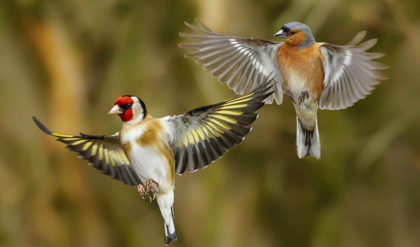 коллекция, птица, goldfinch, weed, tit, крылья