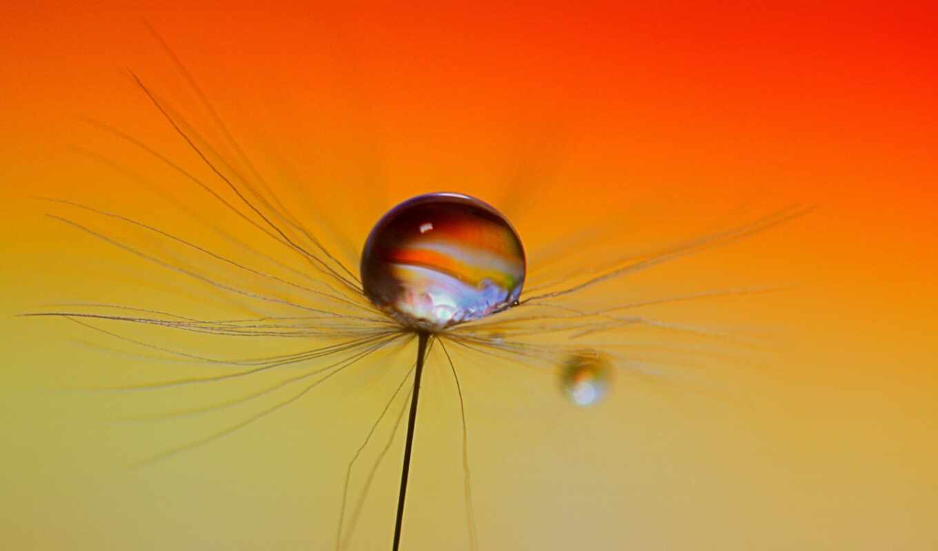 nature, drop, water, dandelion, closeup, a drop, refraction, hss