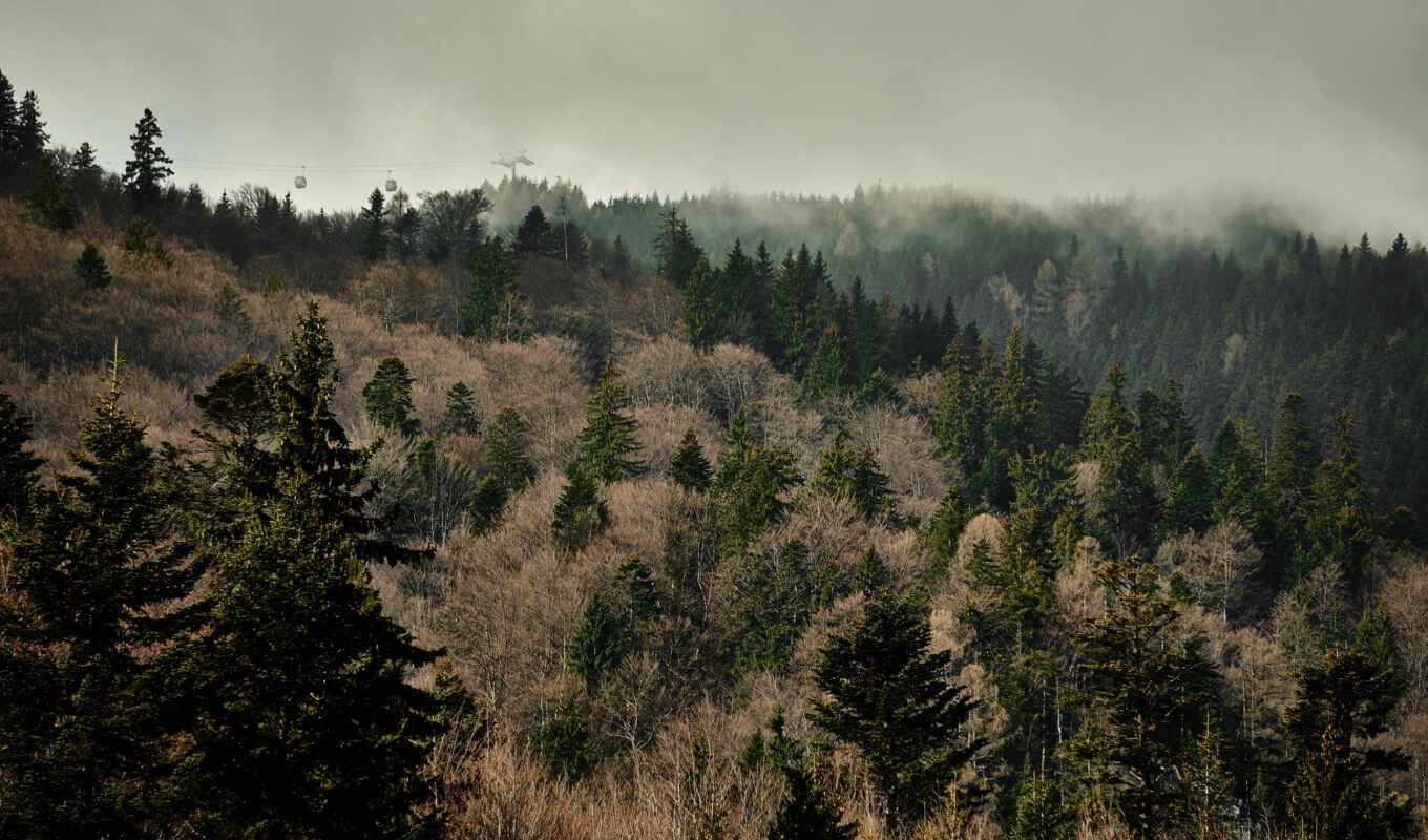 природа, фото, дерево, лес, облако, туман, land, clear, meme, wilderness, mist