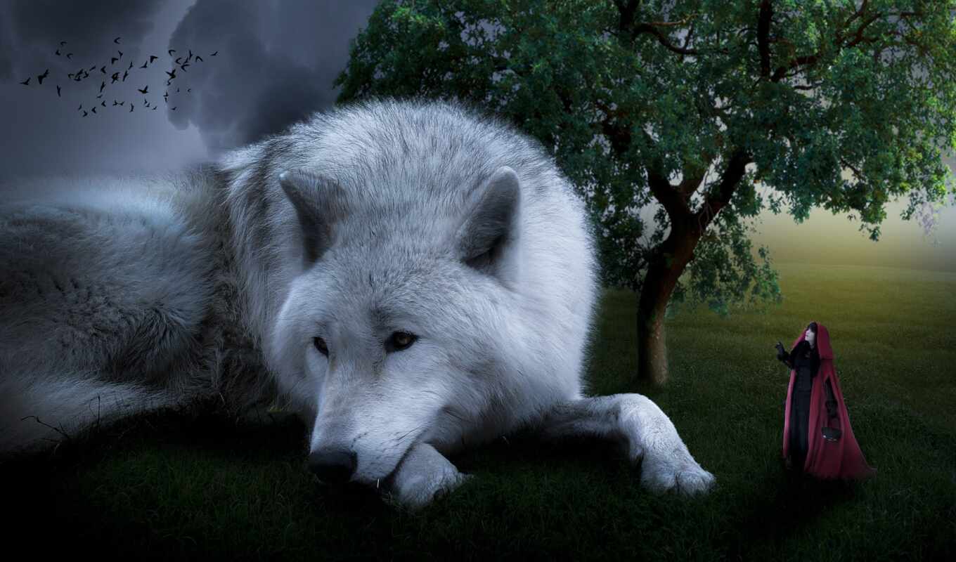 white, трава, волк