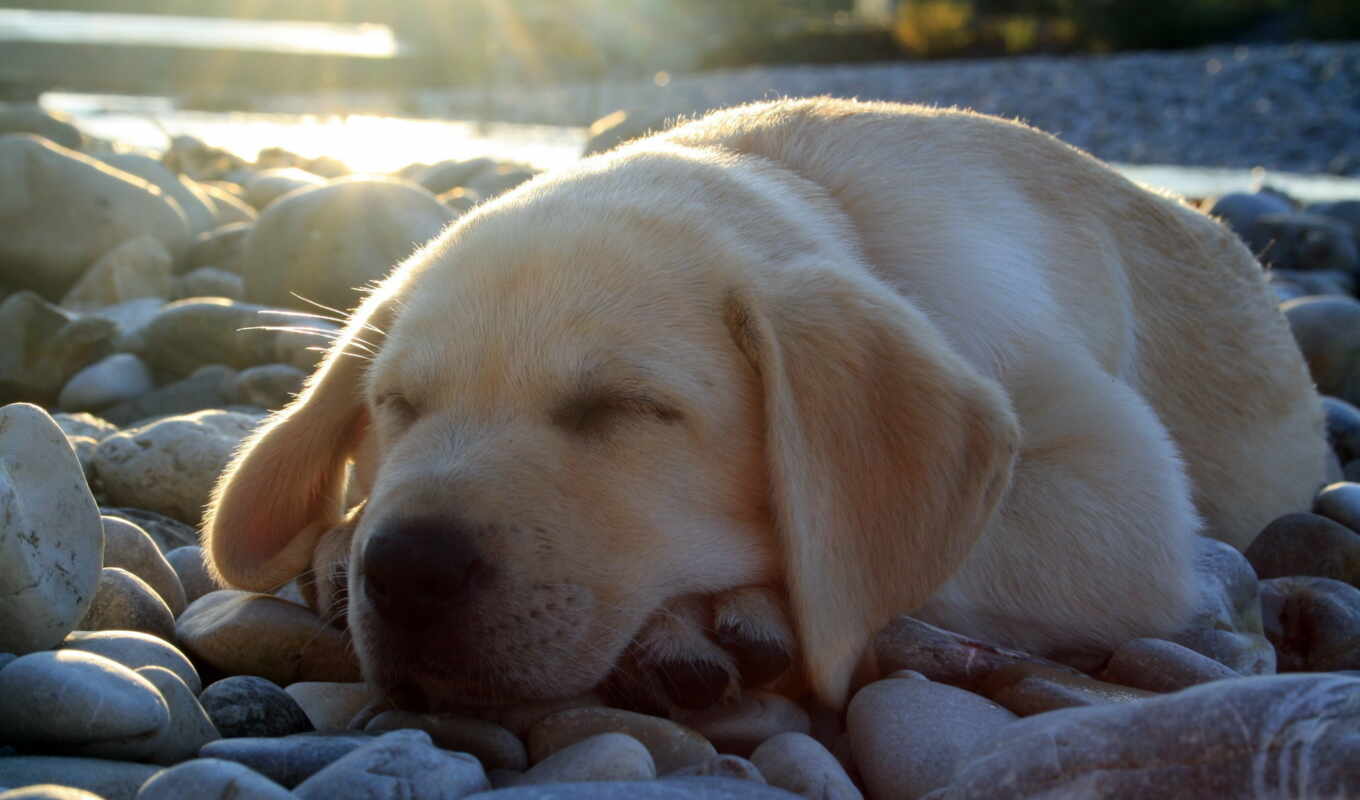dog, Labrador, sleep, because