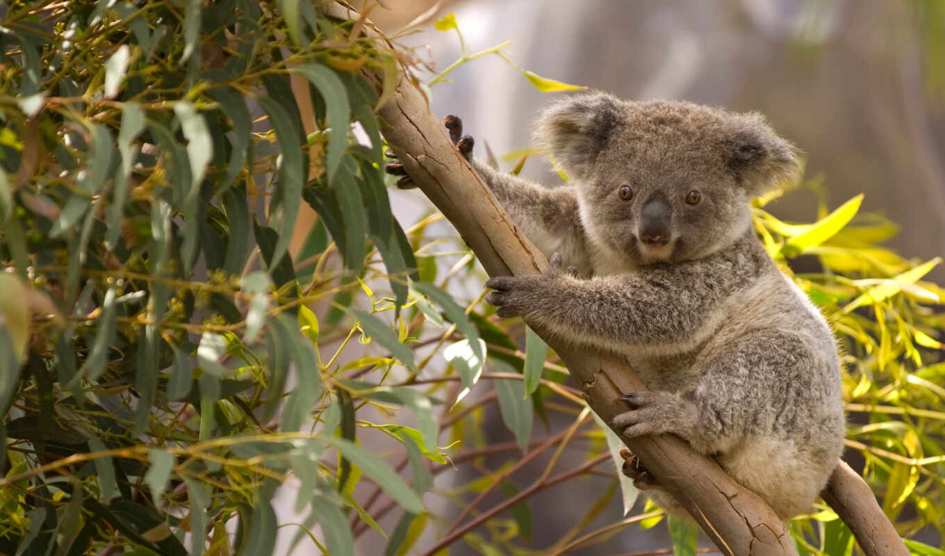 коала, onlainkoala