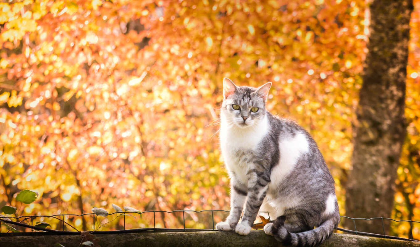дерево, кот, осень, krot