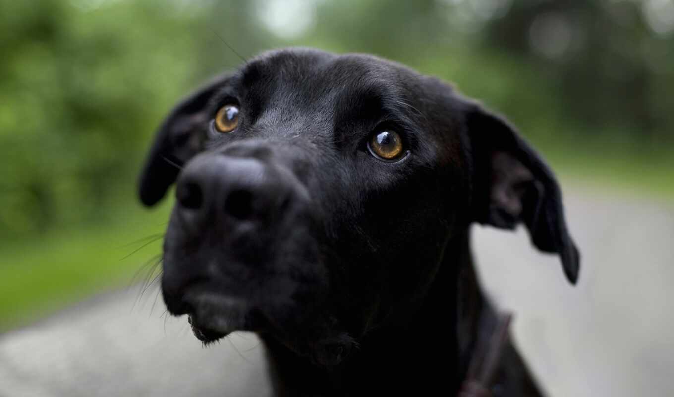 black, dog, Labrador, animal, retriever, pet