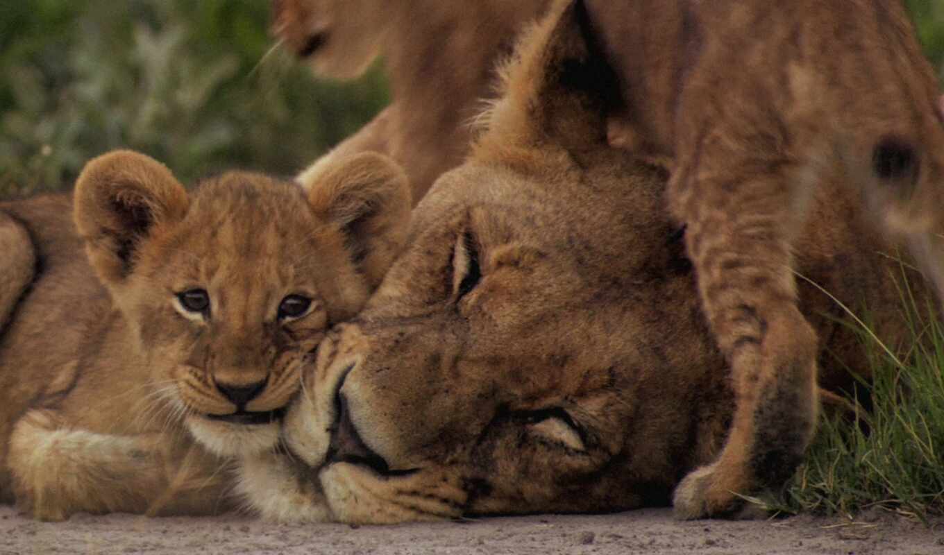 love, lion, кот, animal, детёныш, львица