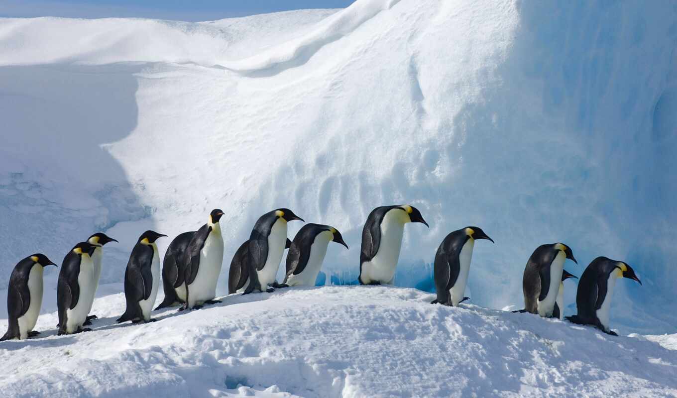 snow, penguin, antarctica