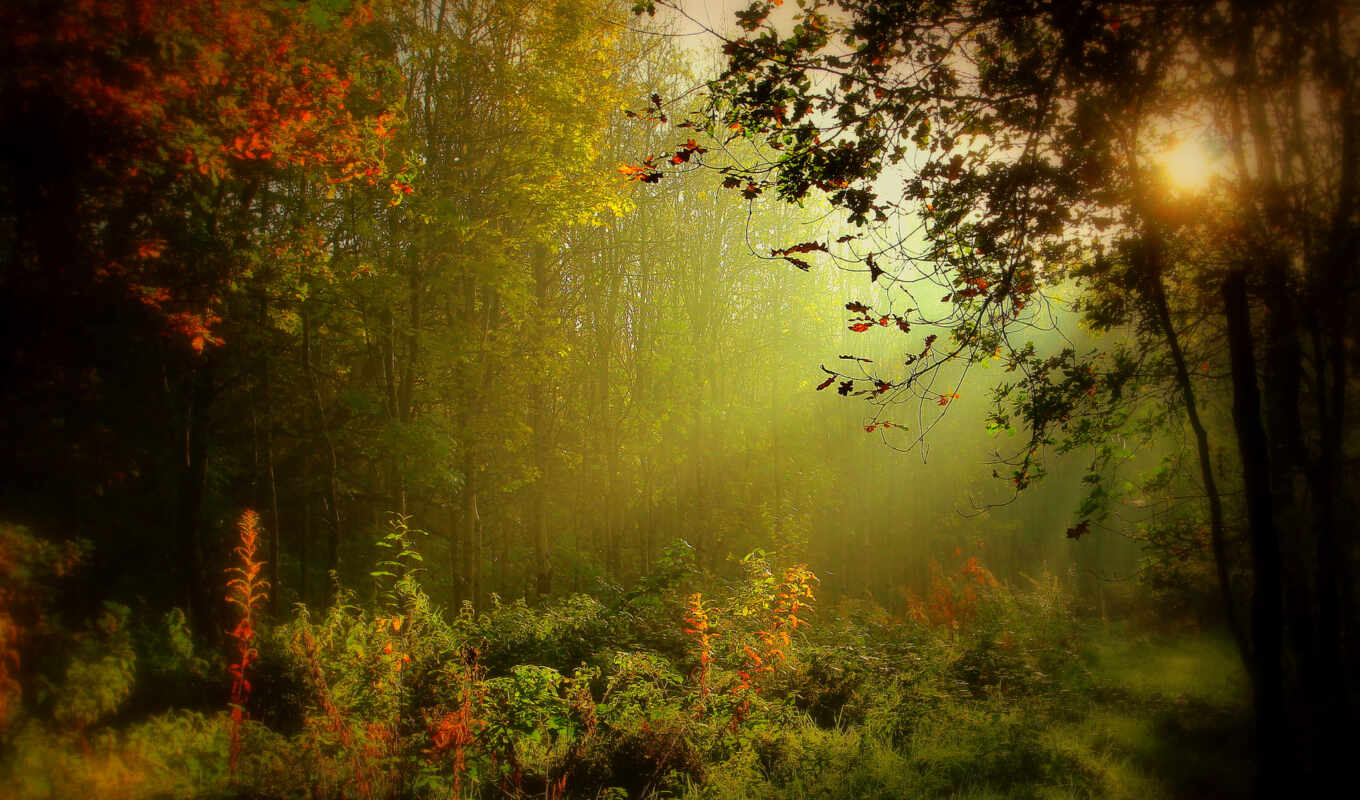 irish, trees, fog, ireland, recently, blur