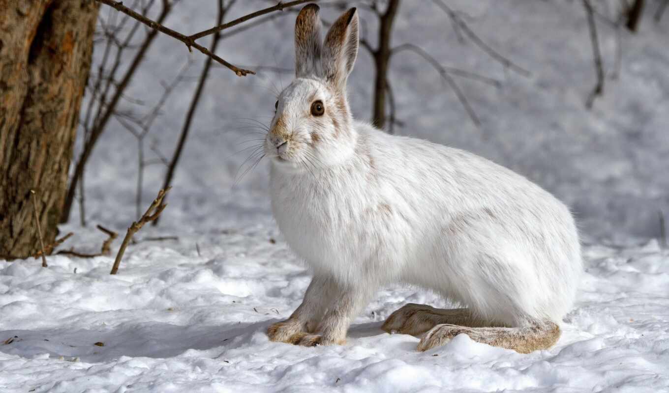 снег, winter, animals, зайцы, zhivotnye, zima, заяц