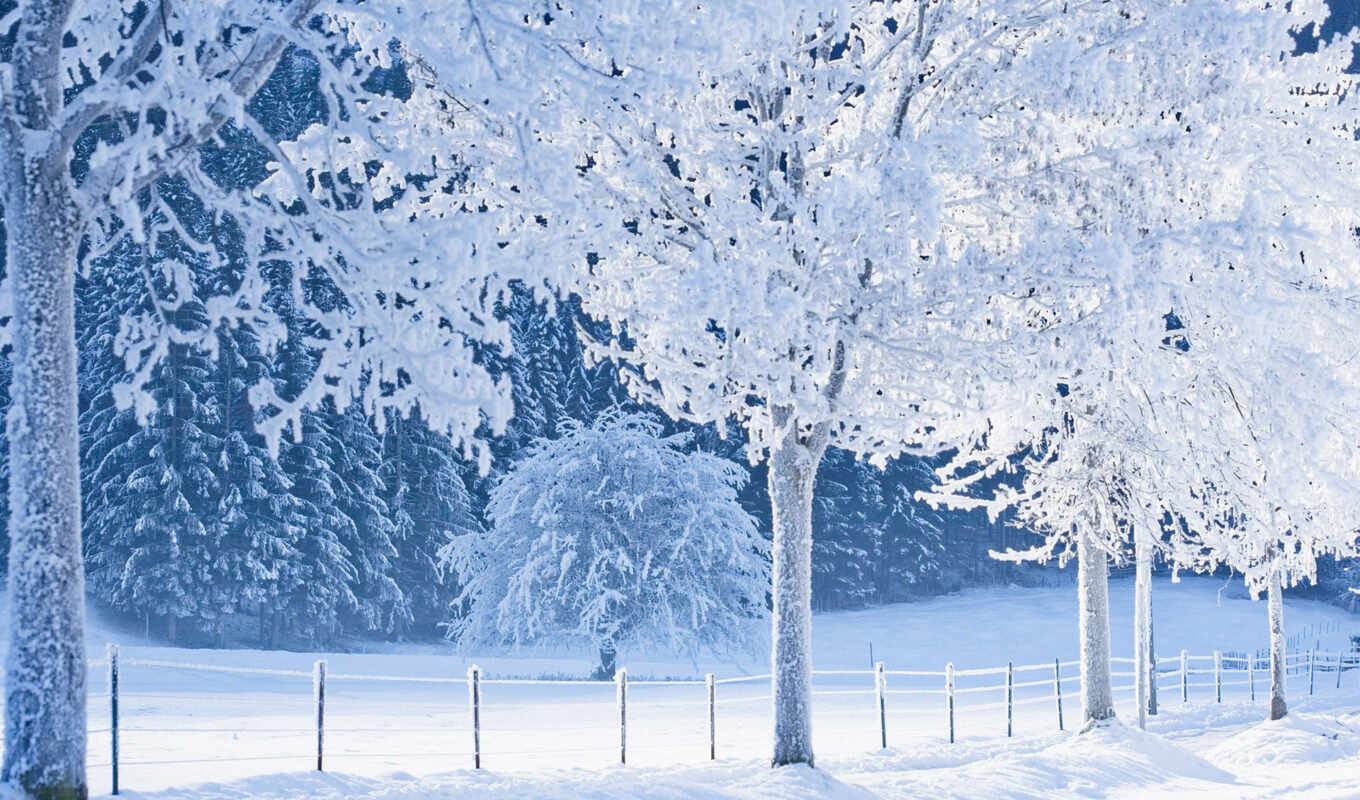 les, деревя, zima, снег, тропинка