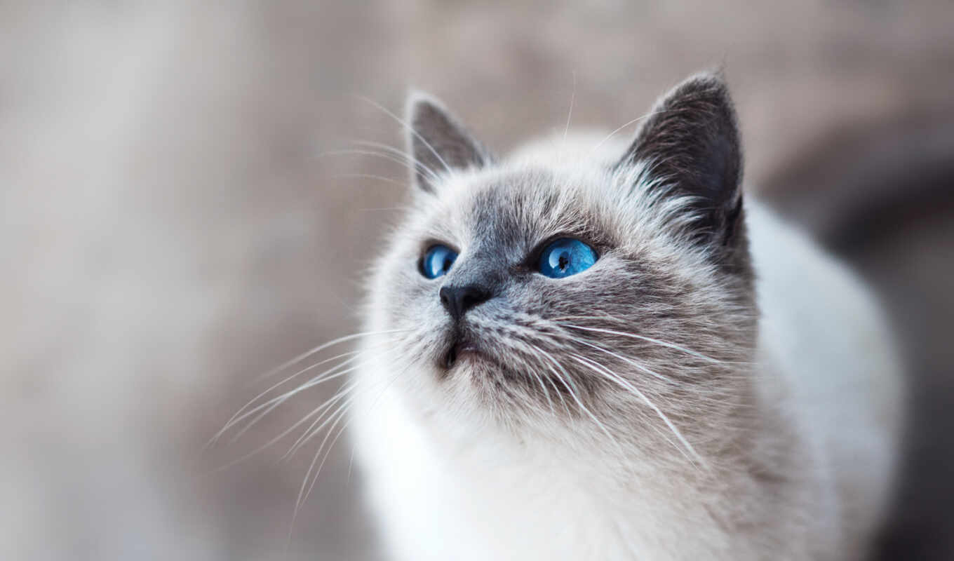 фото, кот, au, blanc, bleus, yeu, демокот