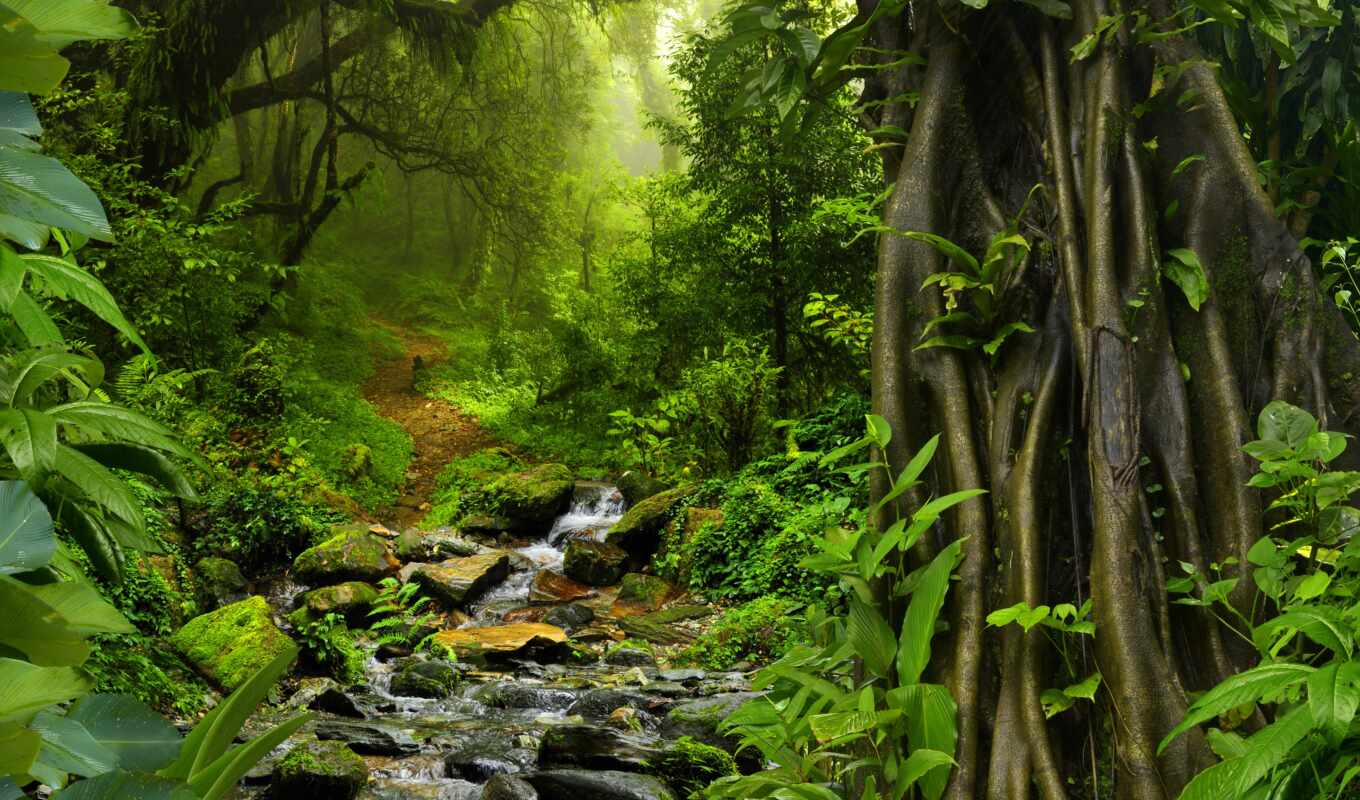 jungle, лес, oir