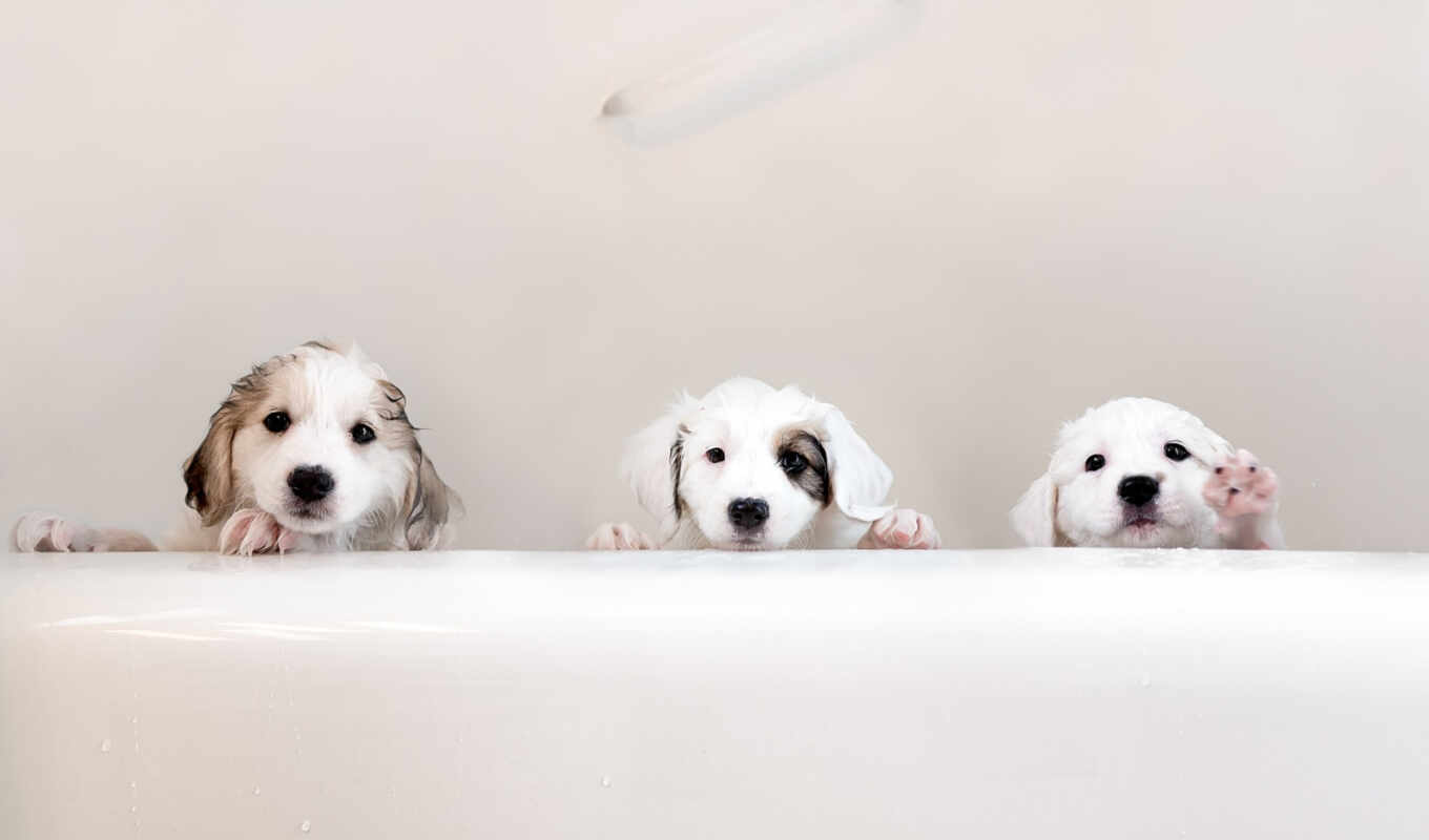 white, cute, собака, три, щенок, animal, pet, ухоженность, синяки