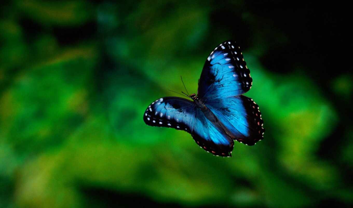 butterfly, albums, blue