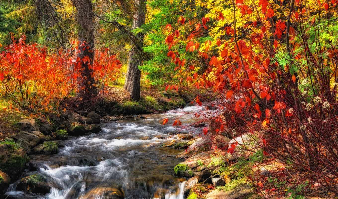 природа, лес, осень, река, trees, ручей