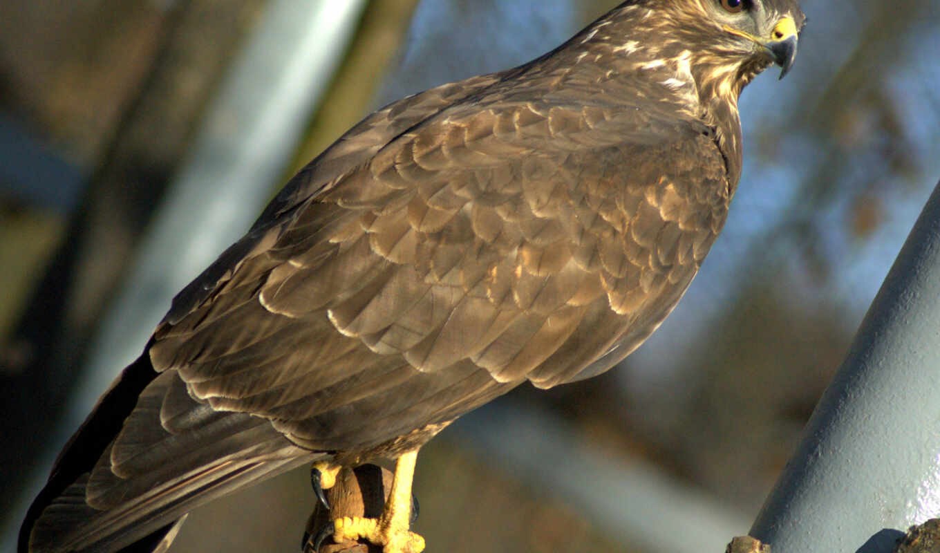 фото, год, птица, buzzard, раптор, hawk, northern, harrier