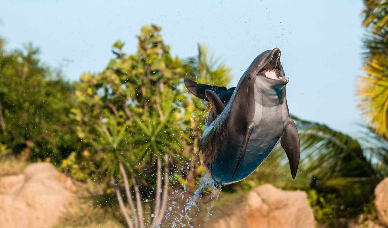 jump, dolphin, fish